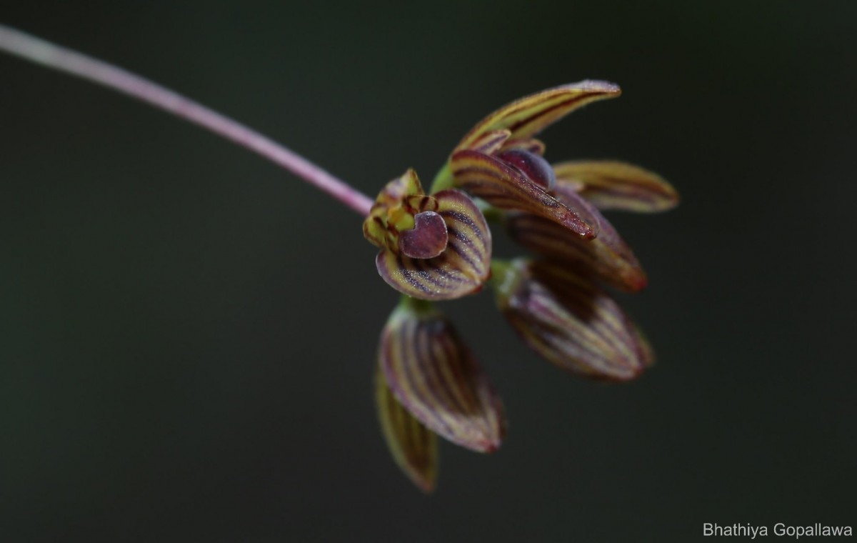 Bulbophyllum petiolare Thwaites